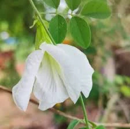 Aparajita  Flowering Plant (white Colour)