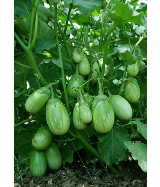 BRINJAL GREEN GOL Seed, F1 Hybrid (50 seeds)