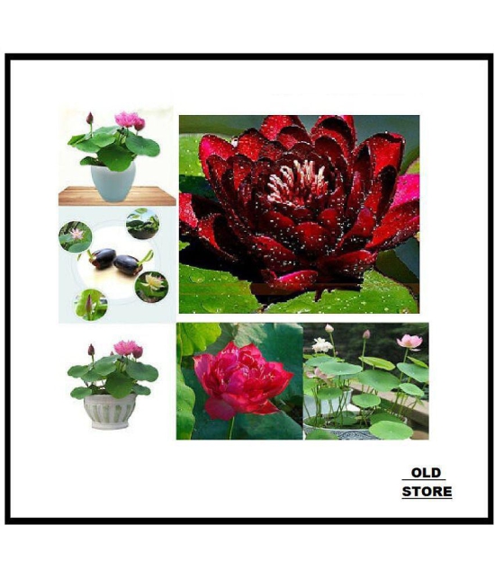 MIX COLOR LOTUS FLOWER 20 SEEDS PACK WITH USER MANUAL