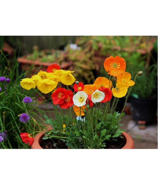 Poppy mix flower 100 seeds pack with free Free cocopeat and user manual for your garden