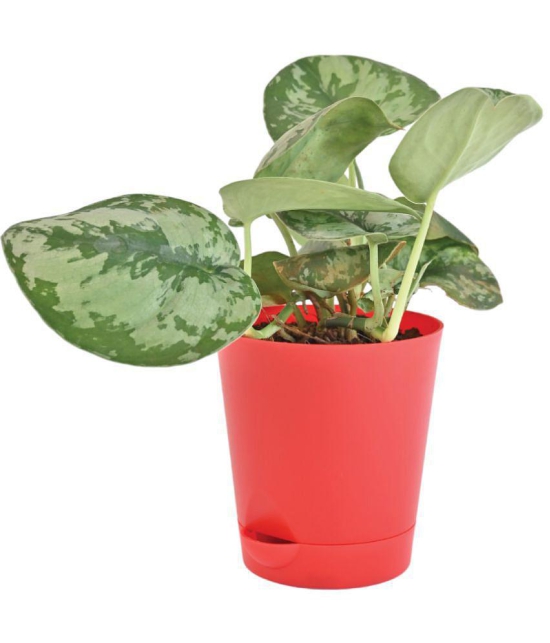 UGAOO Money Satin Natural Live Indoor Plant with Pot