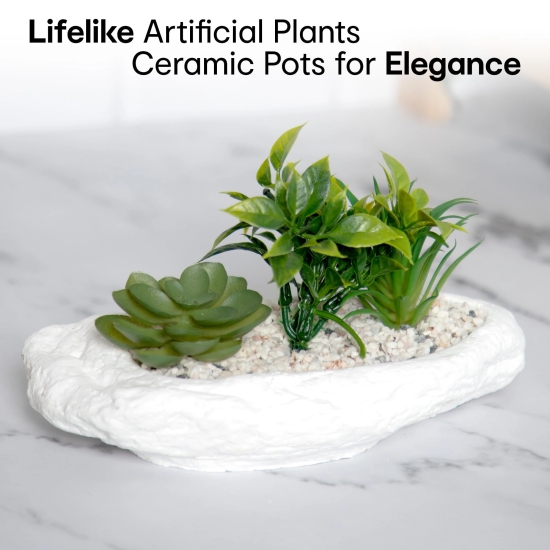 Anko Succulents in Bowl Planter for Indoor Use, Home Office, Garden, Balcony, Coastal Decor, Green & White, 19cm L x 11cm H x 10.5cm W-Anko Succulents in Bowl | Indoor Planter | Home, Office, Gar