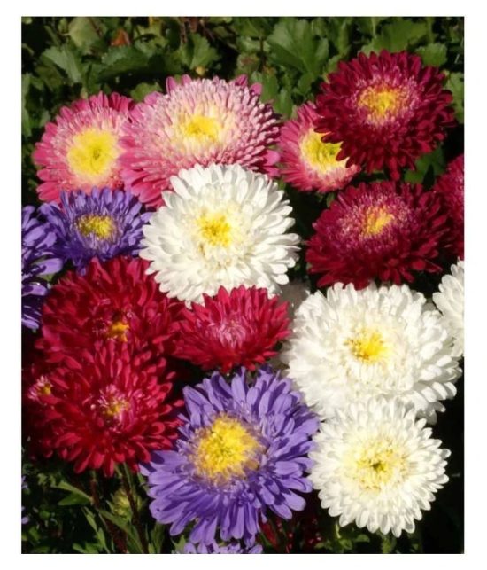 Aster Mix Flower Best Quality Seeds - Pack of 20 seeds