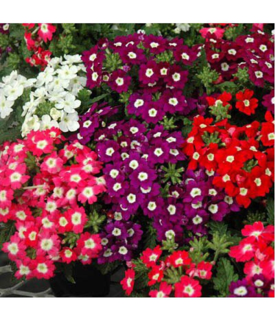 Verbena mix variety flower 30 seeds pack with free Free cocopeat and user manual for your garden