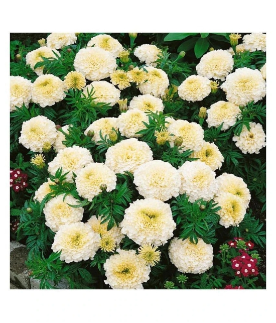 Bijilee F-2 Vanilla White - Flower Seeds Pack Of 30 Seeds