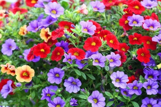 color mix petunia flower 150 seeds pack with free Free cocopeat and user manual for your garden