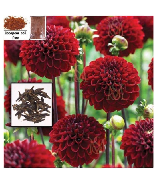 Dalhia Seed / Dahlia Hybrids Mixed Color - Dahlia Flower - 30 Seeds + cocopeat soil free