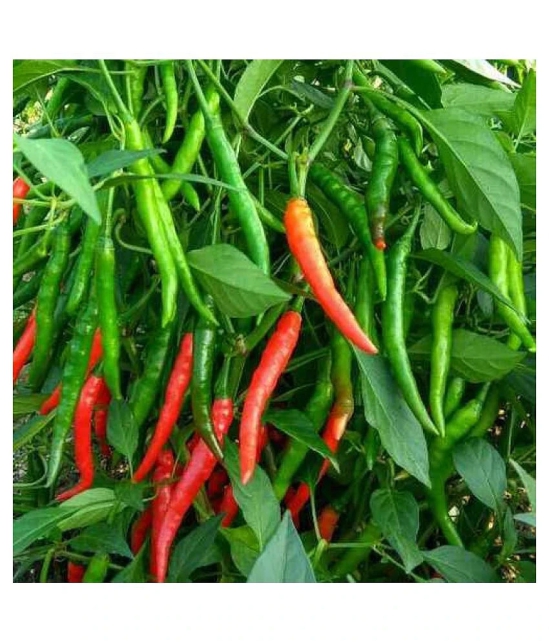 F1 Hybrid Chilli Mirchi Vegetable Seeds For Kitchen | Pack Of 20