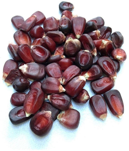 High Germination Red Corn (maize) Traditional Seeds - ( 50 seed )