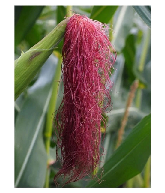 High Germination Red Corn (maize) Traditional Seeds - ( 50 seed )