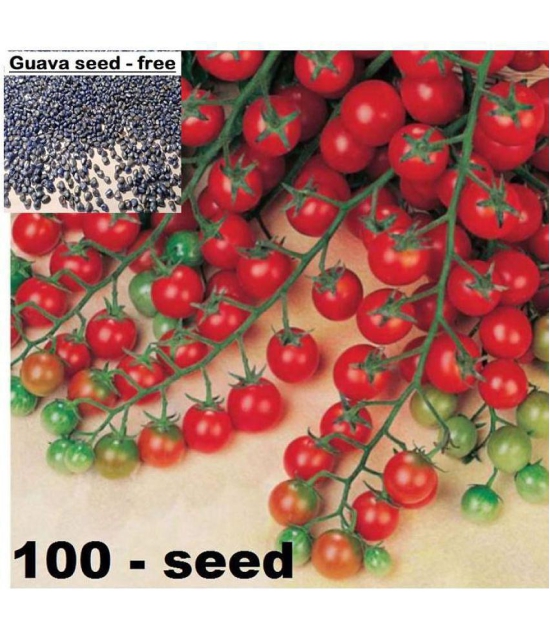 Cherry Tomato High Germination Seeds - Pack Of 50 Hybrid Seeds + Guava seed free ( 10 seed )