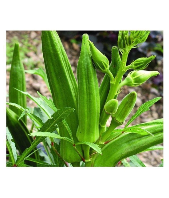 Okra Bhindi Pusa Sawni - Desi Vegetable 50 Seeds