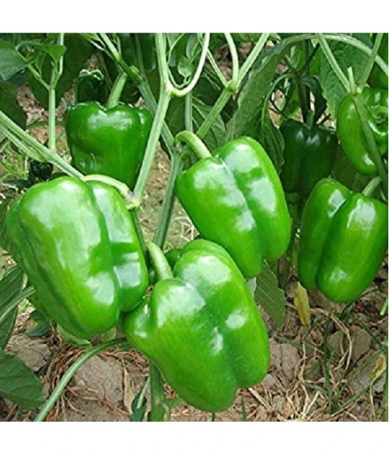 Green capsicum hybrid vegetable seeds (50 seeds)