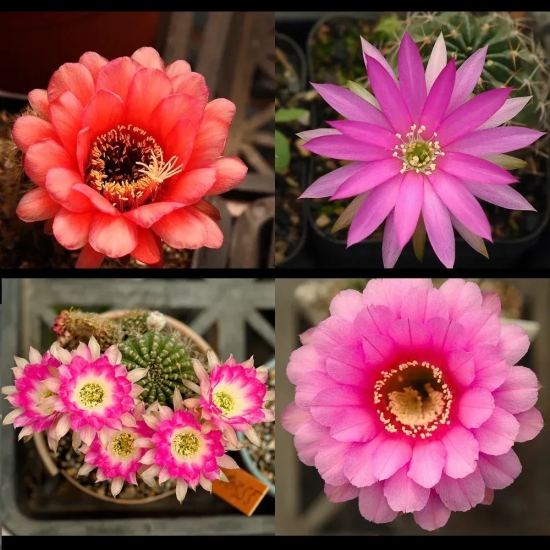 Echinopsis Trichocerous Lobiva Hybrid Cactus Seeds