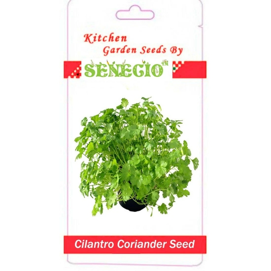 SENECIO Coriander (Cilantro) Seeds (500-Pack) for Kitchen Garden & Terrace Gardening