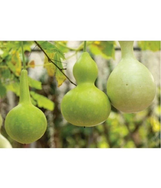 Bottle gourd round pack of 15seeds