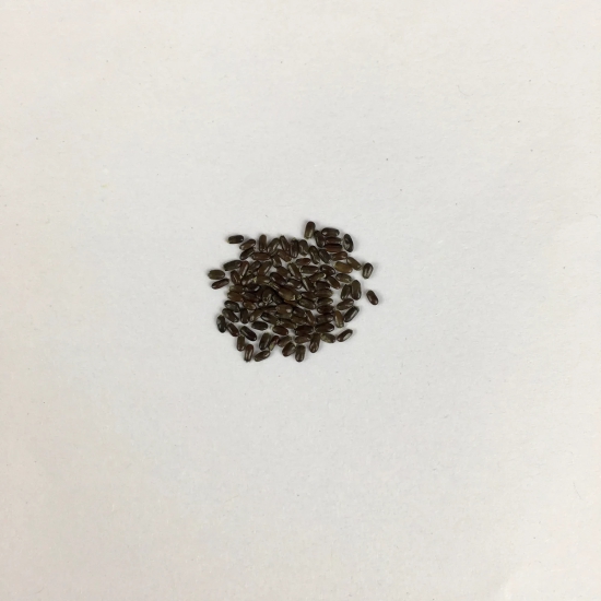 Lavender Herb Seeds