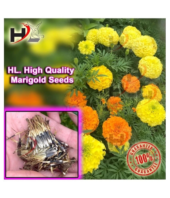 HL-COMBO-Sunflower, Dhalia, Aster, Marigold and FREE Lotus Seeds