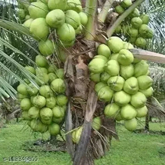 Vietnum Hybrid Coconut Fruit Plant