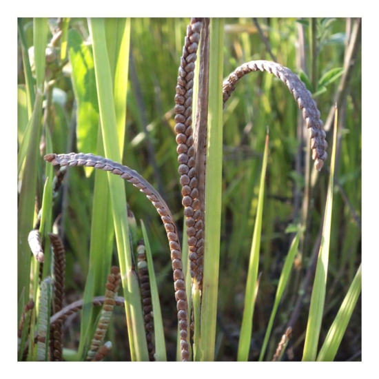 Parboiled Traditional Millet (Varagu - Kodo) 1kg