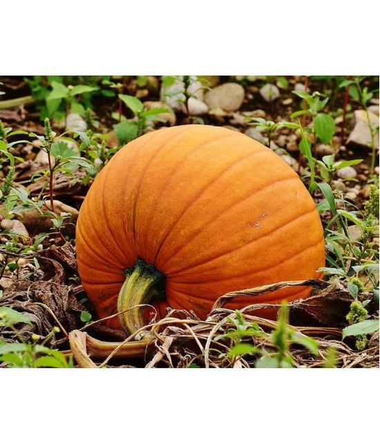 BIG MAX PUMPKIN - ORGANIC - HEIRLOOM VEGETABLE - 10 SEEDS