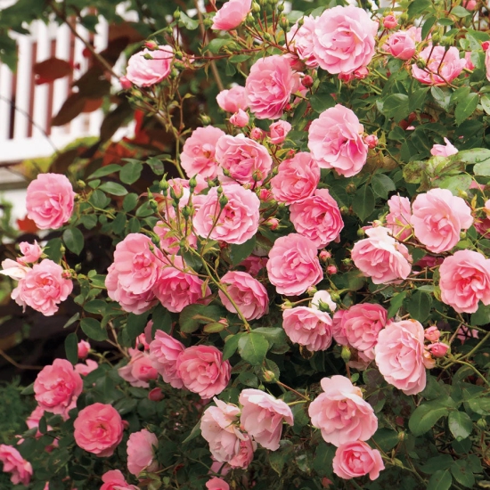 Climbing Rose Plant For Gardening