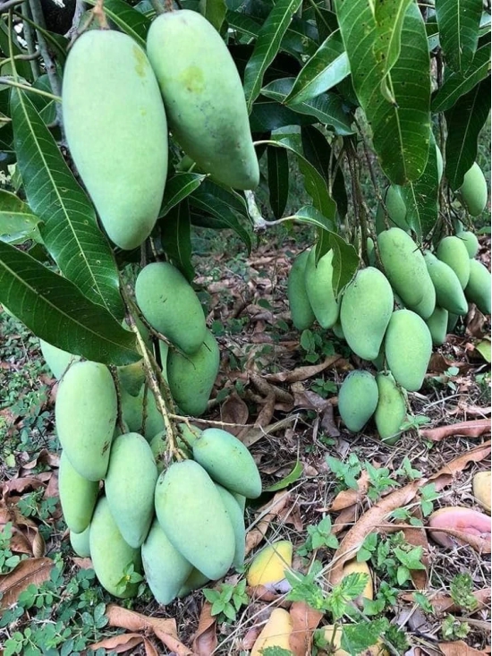 Dasheri Mango Fruit  Plant (Grafted)