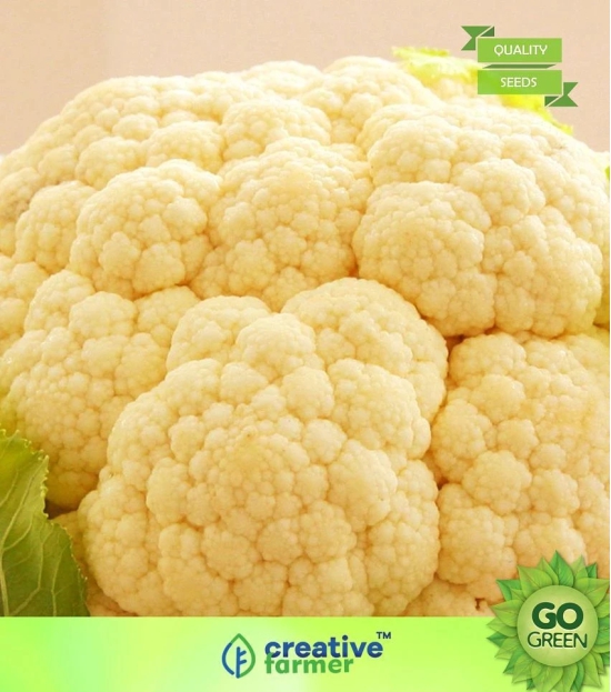 Vegetable Seeds Big Green Cauliflower Seeds - Cauliflower ?Seeds Home Garden Seeds