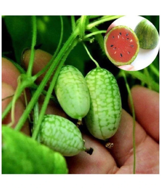 Cucamelon Seeds Mini Watermelon Fruit Home Yard Garden Plant 10 seeds