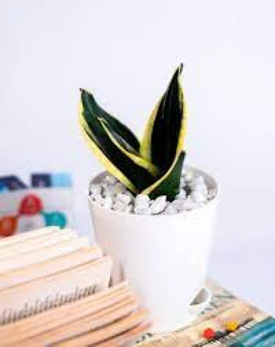 NSC Snake Plant Haiti