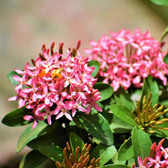 Chinese Ixora Flower Plant (Pink)