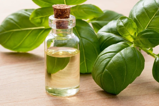 Oil Essential Basil (100% Natural)-500ML / Pure