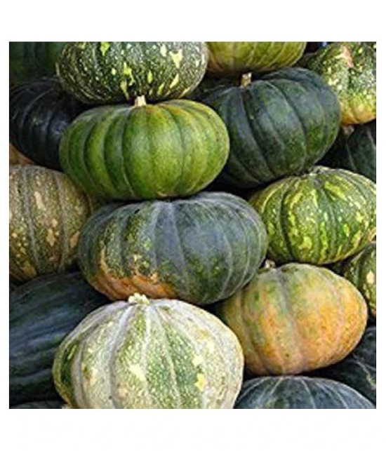 Seeds Point Vegetable Seeds: Pumpkin Seeds - [Safed Kaddu,Kumbalanga] Seeds - 15 Nos