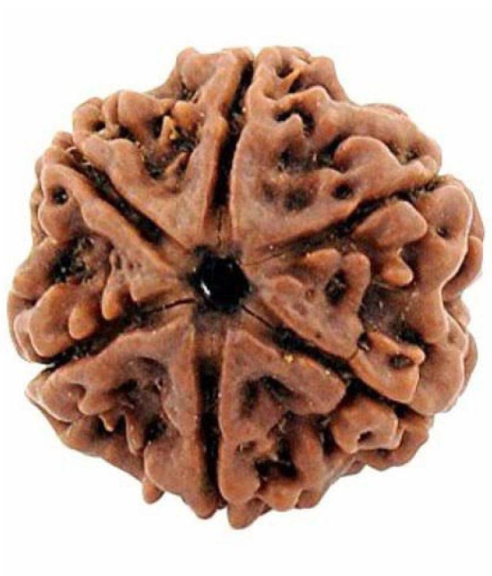 DvR ClicK - 6 Mukhi Rudraksha Bead ( Pack of 1 )