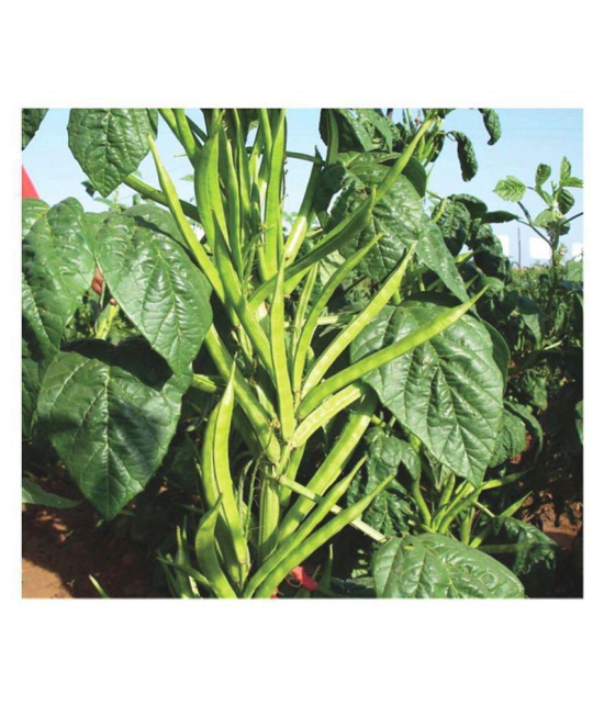 Jubilant Guar Beans Seeds (50+ Seeds)