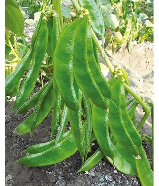 Dolichos Beans Sem Fali Dwarf Variety Vegetable Seeds (Pack of 30 Seeds)