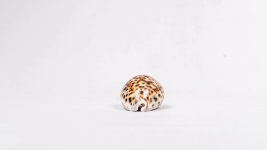 Brown and White Spotted Seashell