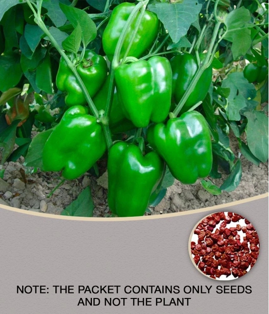 homeagro- Capsicum Vegetable Seeds (Pack of 30)