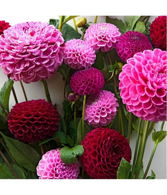 homeagro - Dahlia Mixed Flower ( 25 Seeds )