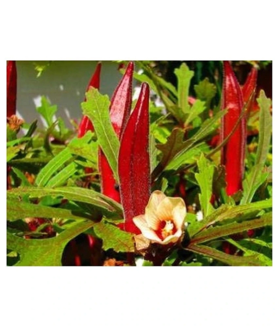 Red Okra Bhindi (Ladys Finger) pack of 15 seeds