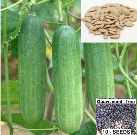 homeagro - Cucumber Vegetable Seeds (Pack of 50)