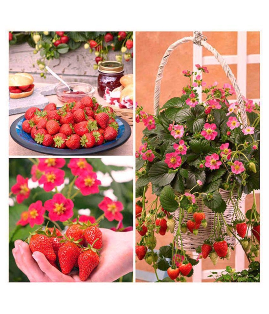 Gardens Giant Strawberry Rubygem Dense - Fruit 20 Seeds