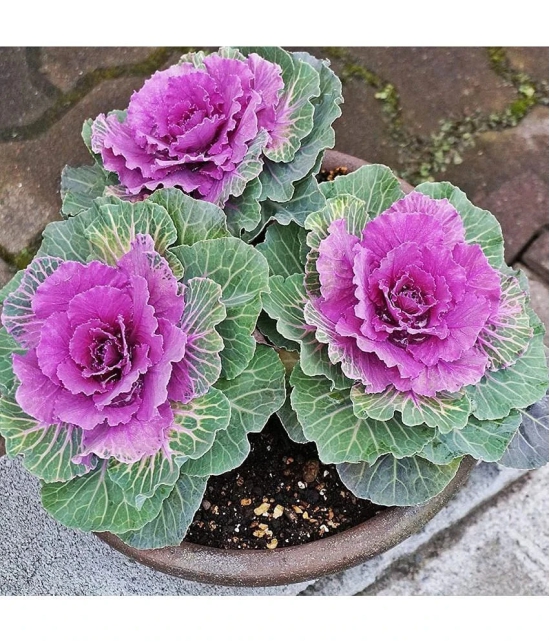 flowering kale pack of 30 seeds