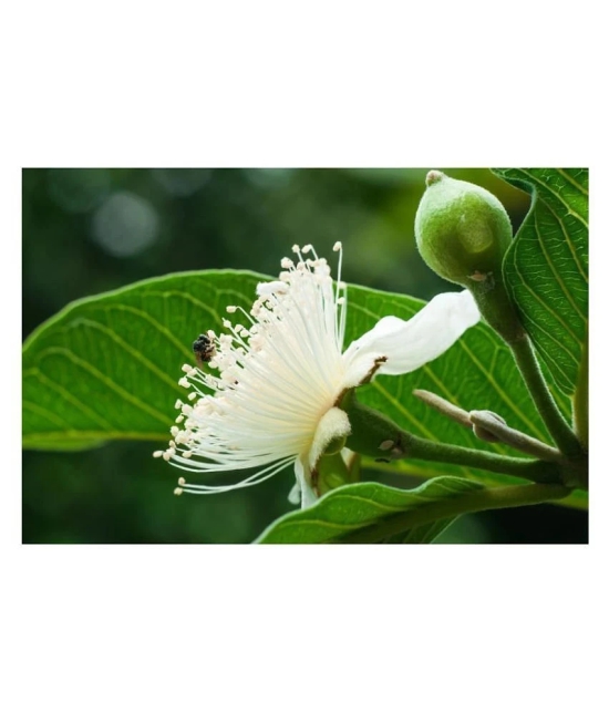 Golden Hills Farm Dwarf Sweet White Guava/Psidium guajava Fast Growing 50 seeds