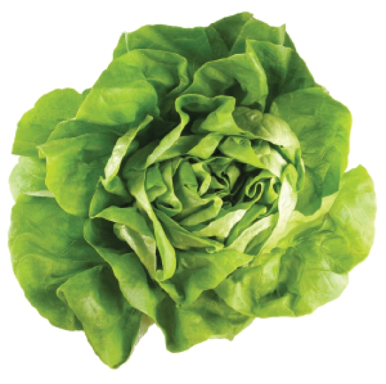 Lettuce 150 Gms