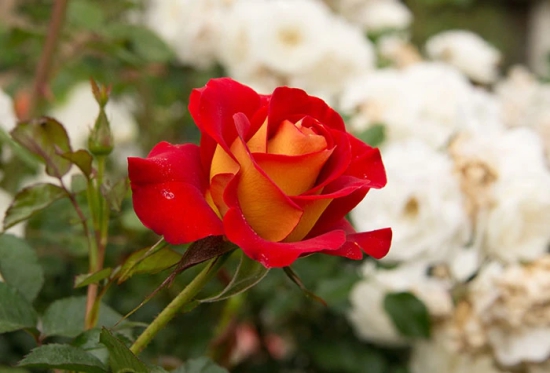 Hybrid Grafted Rose Flowering plant