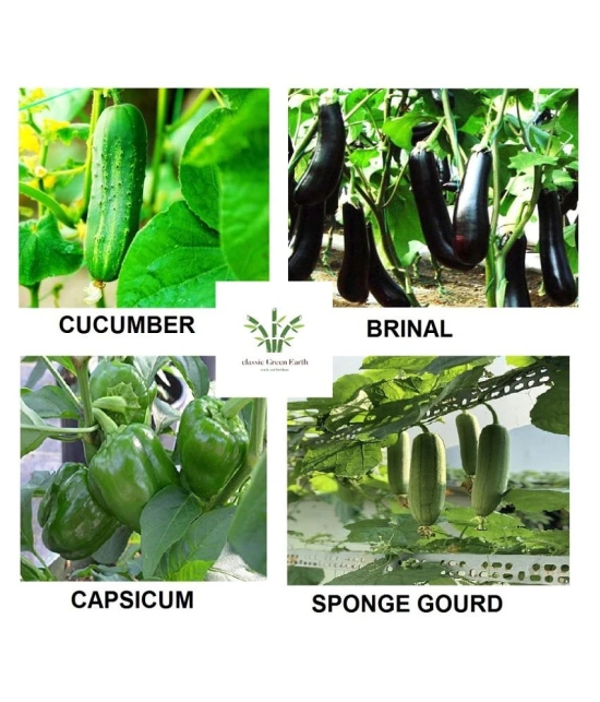 Brinjal+ Sponge Gourd+ Copsicum +Cucumber 200 seeds with cocopeat