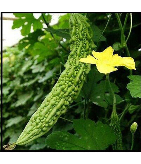 15 Seeds of High Yield Bitter Gourd Pali F1 Hybrid Green Long for Terrace Balcony Kitchen Poly House Gardening