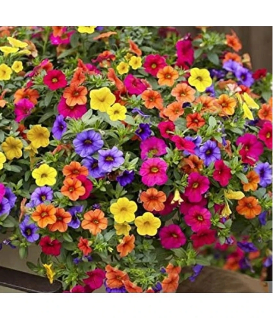 homeagro - Petunia Mixed Flower ( 50 Seeds )