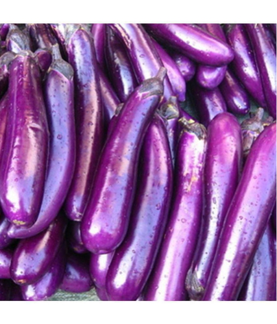 CLASSIC GREEN EARTH - Brinjal Vegetable ( 100 Seeds )